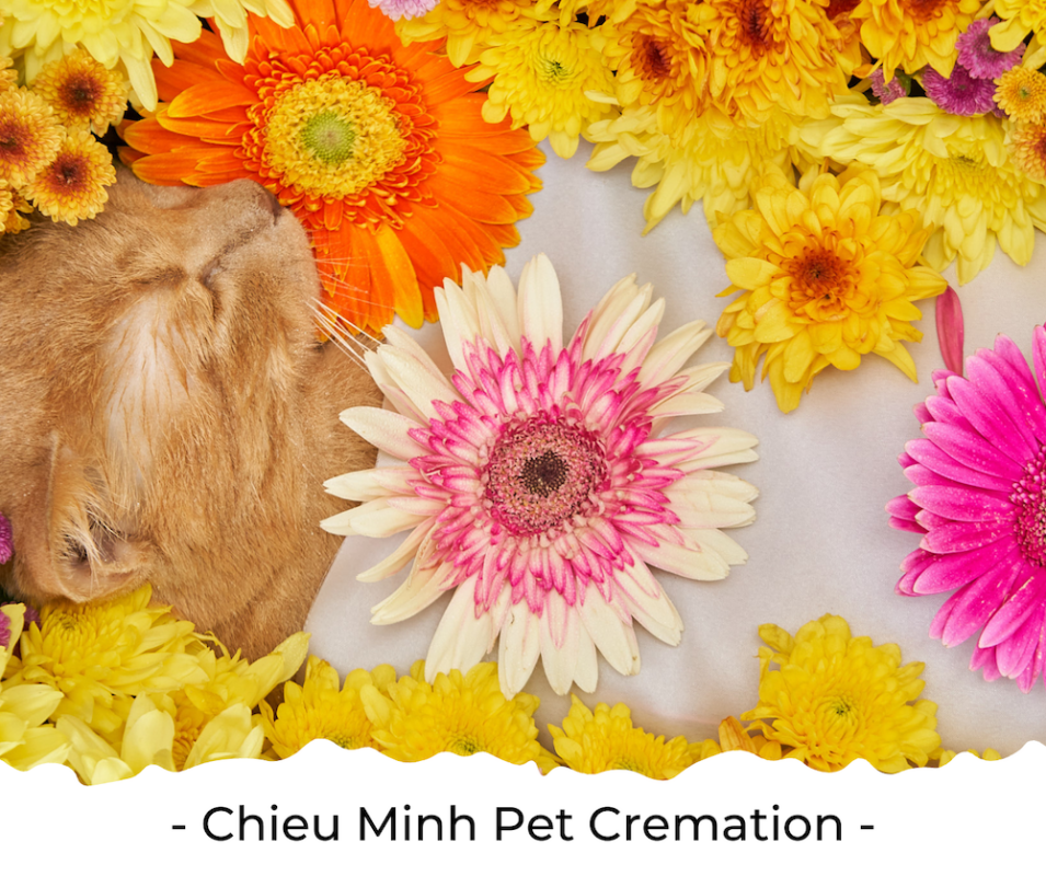 pet cremation is more environmental friendly than burial