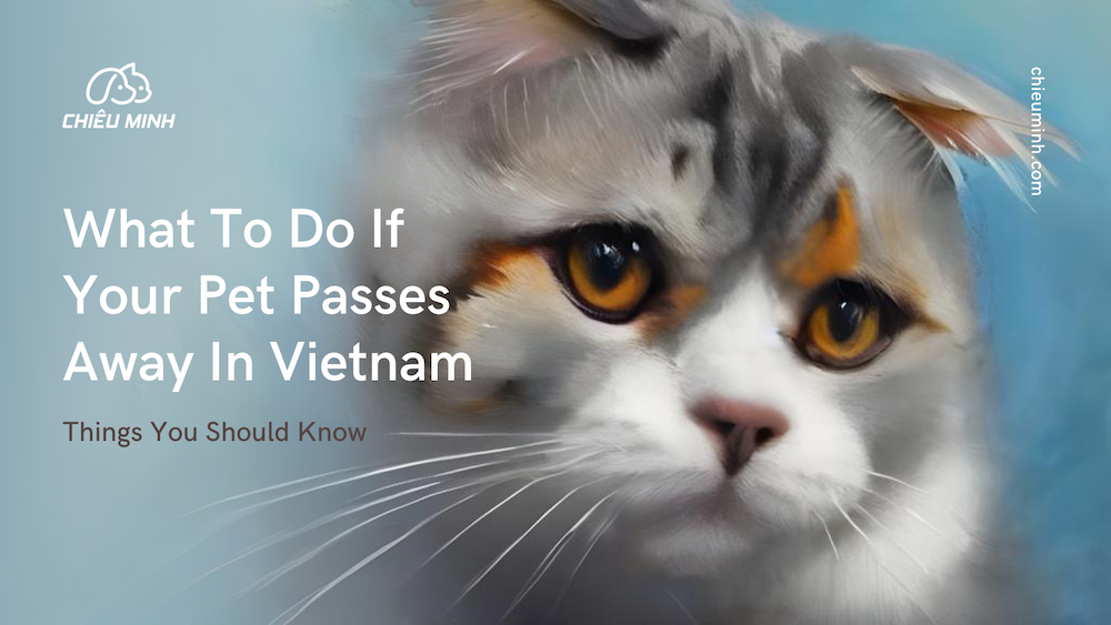 what to do if your pet passes away in vietnam chieuminh
