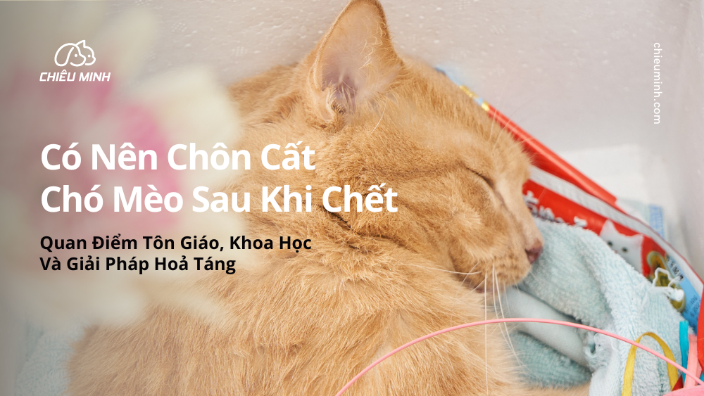 co nen chon cat cho meo sau khi chet khong